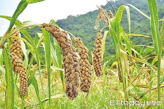 ▲台東縣長饒慶鈴呼籲尊重原民飲食文化。（圖／記者楊漢聲翻攝）