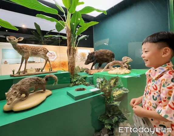 ▲▼  「臺灣史前動物特展」讓觀眾近距離觀察臺灣原生保育動物的獨特特徵，激發保護意識。           。（圖／十三行博物館提供）