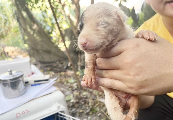 ▲桃園市動保處針對觀音區某農場傳出虐殺犬隻事件，動保處人員於9月4日三度稽查，並將毛小孩全數扣留並完成絕育。（圖／桃市府動保處提供）