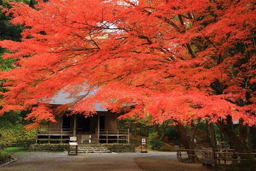 ▲▼七逗旅遊網,台灣虎航,日本。（圖／shutterstock提供）