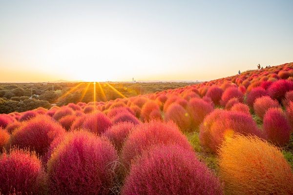 ▲▼七逗旅遊網,日本,台灣虎航,IG爆紅。（圖／shutterstock）