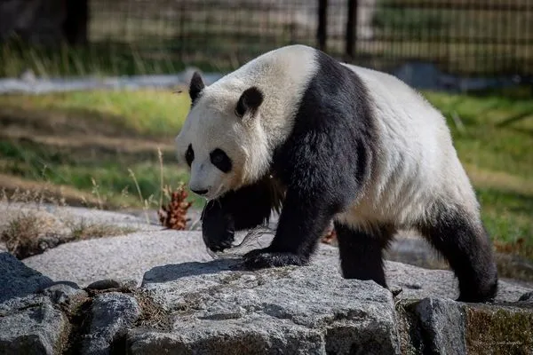 芬蘭的阿赫塔里動物園（Ahtari Zoo）宣布將於11月提前8年將2隻大熊貓歸還中國，主因為通貨膨脹和高昂的維護成本。（翻攝Facebook@Ähtärin Eläinpuisto）