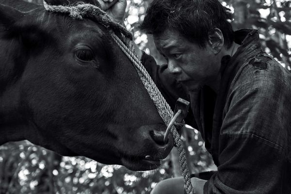 ▲李康生首度擔綱日片男主角的《黑之牛》入選東京國際影展亞洲未來單元。（圖／光年映畫提供）