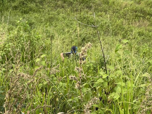 ▲彰化阿北爬山遭虎頭蜂攻擊。（圖／記者唐詠絮翻攝）