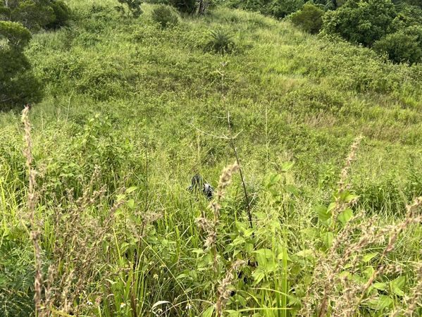 ▲彰化阿北爬山遭虎頭蜂攻擊。（圖／記者唐詠絮翻攝）