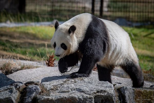 芬蘭養不起貓熊，提早8年歸還。（圖／翻攝自Ahtari Zoo）