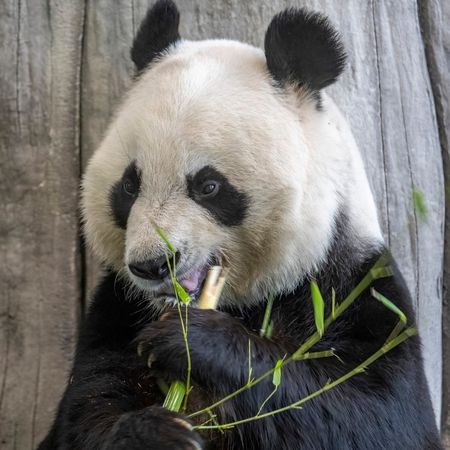 芬蘭養不起貓熊，提早8年歸還。（圖／翻攝自Ahtari Zoo）