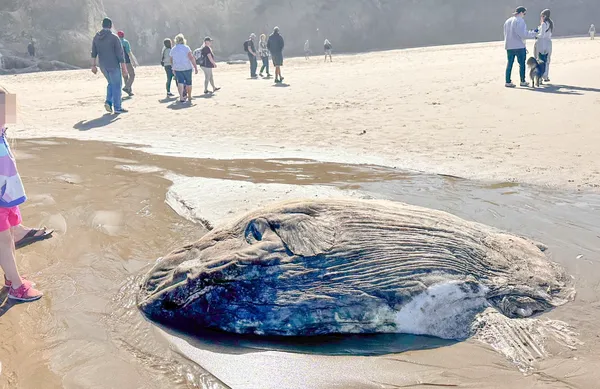 外型像太空生物！「巨大翻車魚」被沖上海灘　專家爆：今年第3條。（圖／翻攝自Facebook／Seaside Aquarium）