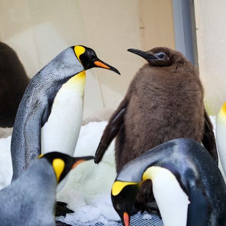 胖企鵝寶寶Pesto。（圖／翻攝自臉書@SEA LIFE Melbourne Aquarium）