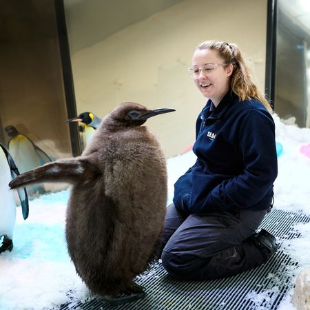 胖企鵝寶寶Pesto。（圖／翻攝自臉書@SEA LIFE Melbourne Aquarium）