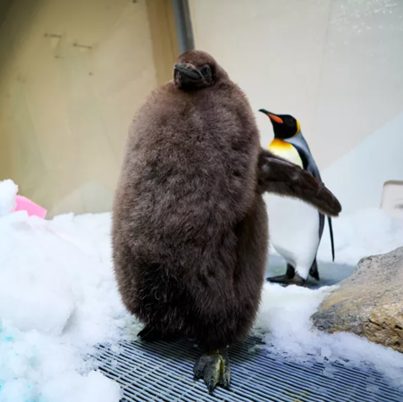 胖企鵝寶寶Pesto。（圖／翻攝自臉書@SEA LIFE Melbourne Aquarium）