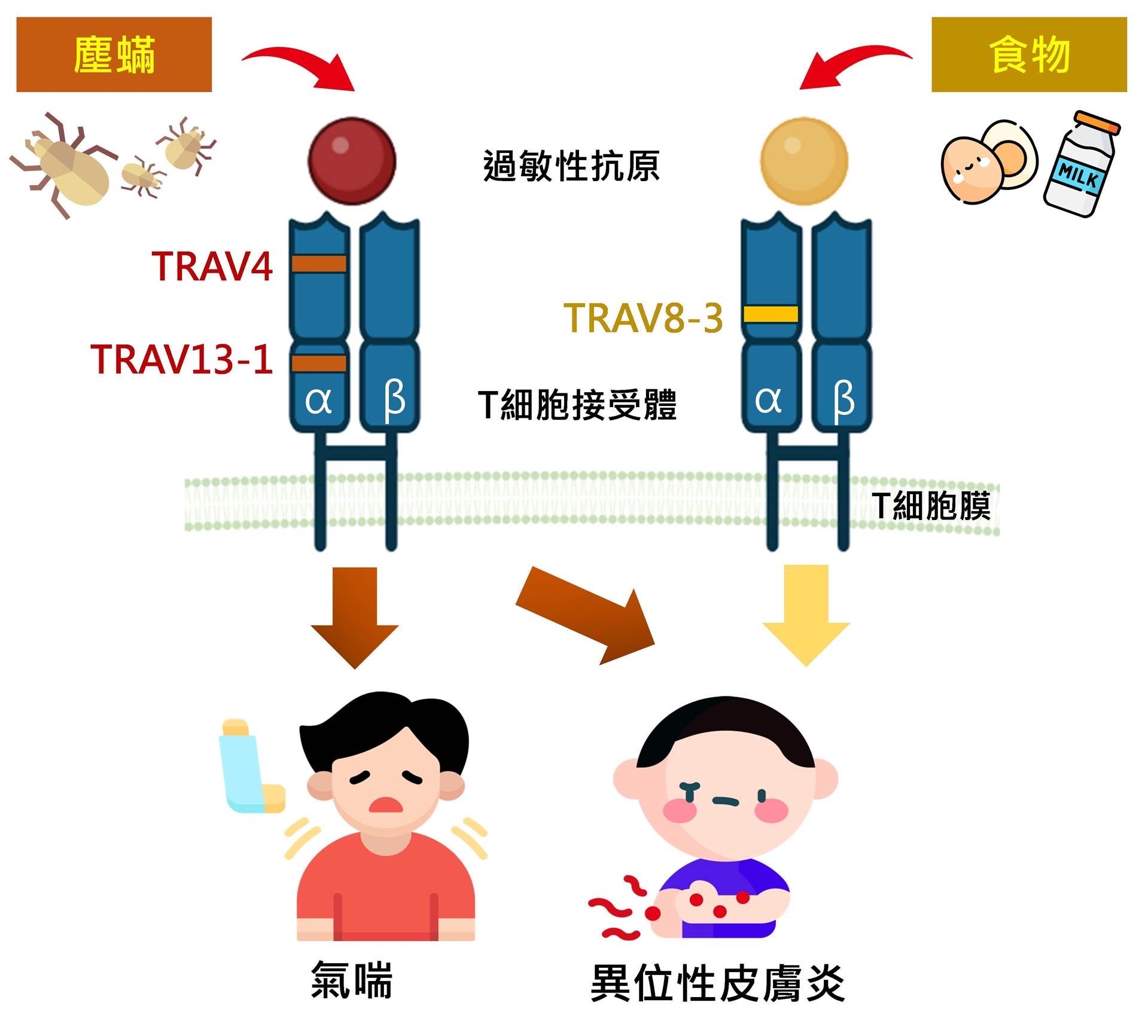 ▲▼林口長庚兒童胸腔科醫師邱志勇研究團隊，利用次世代基因定序(NGS) 揭開兒童過敏反應的基因密碼。（圖／邱志勇提供）