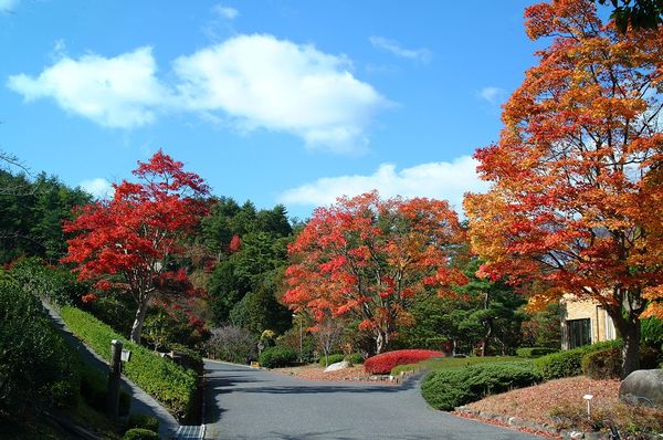 ▲▼廣島縣賞楓景點廣島縣綠化中心。（圖／HIT廣島縣觀光聯盟提供）