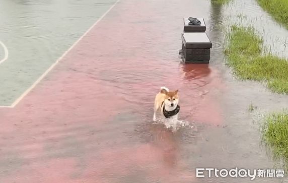 ▲大雨球場變游泳池！柴柴開心「划水散步」　起身背部黑一條媽傻眼（圖／IG「t_t_2_1_6」提供，請勿隨意翻拍，以免侵權。）