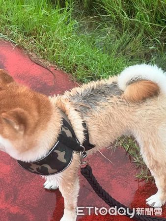 ▲大雨球場變游泳池！柴柴開心「划水散步」　起身背部黑一條媽傻眼（圖／IG「t_t_2_1_6」提供，請勿隨意翻拍，以免侵權。）