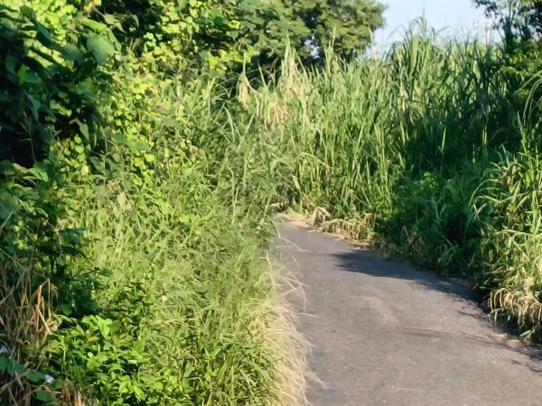 ▲彰化舊濁水溪防汛道路草淹沒道路。（圖／議員李俊諭提供）