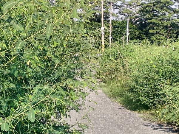 ▲彰化舊濁水溪防汛道路草淹沒道路。（圖／議員李俊諭提供）