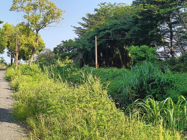 ▲彰化舊濁水溪防汛道路草淹沒道路。（圖／議員李俊諭提供）