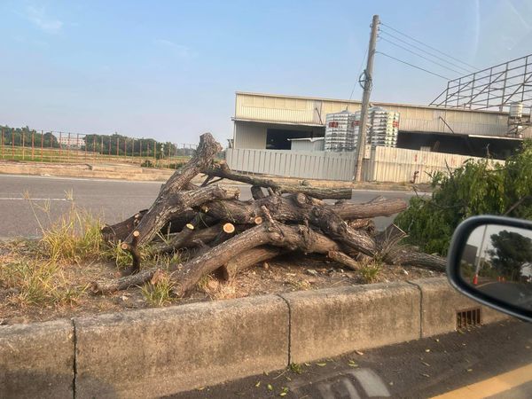 ▲彰化和美線東路6段整排苦楝樹因感染褐根病遭砍除。（圖／民眾提供 Google街景 賴清美議員提供）