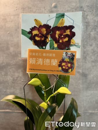 ▲台南山上花園水道博物館即將迎接5周年館慶，配合台南400，今年將擴大舉辦，首先登場的是蘭花大展，將有超過500盆蘭花於水道博物館爭豔。（圖／蘭科植物園、文化局提供，下同）