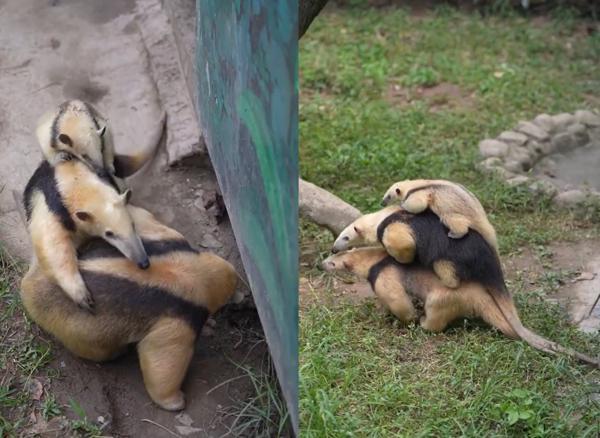 食蟻獸爸爸駝妻兒。（圖／翻攝自微博＠上海野生動物園）