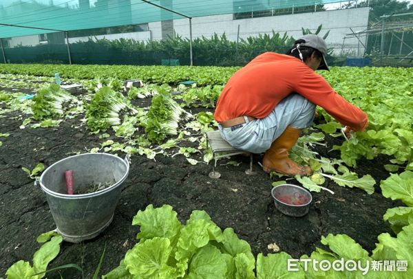 ▲「山陀兒」颱風來勢洶洶，西螺果菜市場蔬菜交易上周六承銷商預購二日貨，採購量增。今（30）日持續受影響，蔬菜交易行情普呈漲勢。（圖／記者蔡佩旻攝）