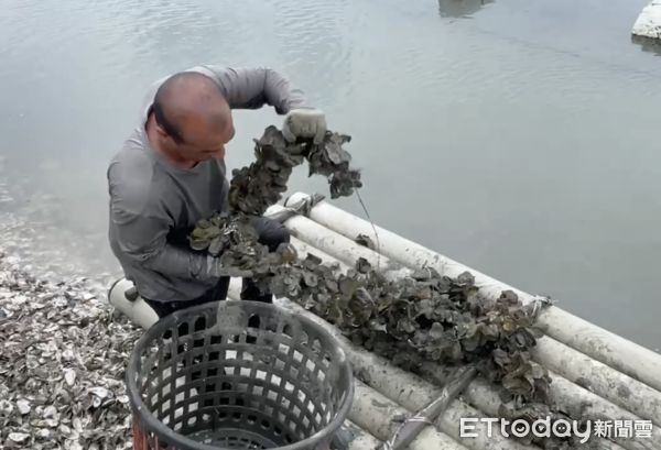 ▲「山陀兒」中颱來勢洶洶，氣象署預估周二到周四上半天影響最劇，雲林縣沿海漁民嚴陣以待 。（圖／記者蔡佩旻翻攝）