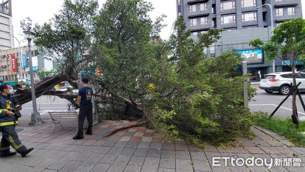 ▲▼台北市士林區中正路310號，路樹倒塌，1女受傷。（圖／記者黃彥傑攝）