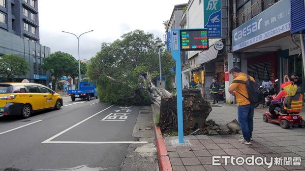 ▲▼台北市士林區中正路310號，路樹倒塌，1女受傷。（圖／記者黃彥傑攝）