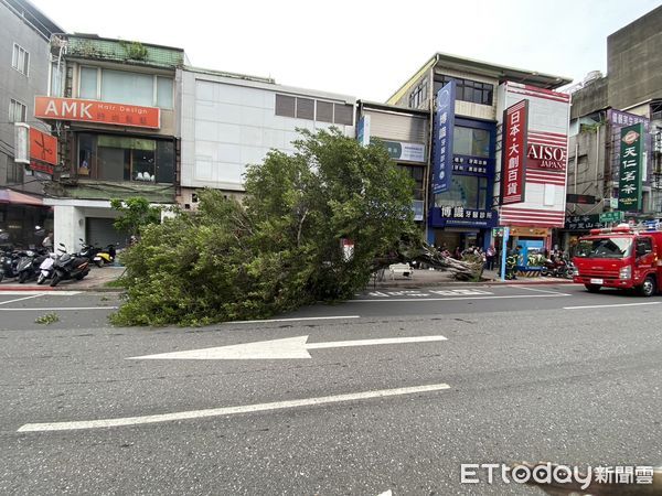 ▲▼士林陸樹             。（圖／記者黃宥寧翻攝）