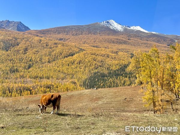 ▲喀納斯景區位於新疆維吾爾自治區阿爾泰山中段、布爾津縣內的深山中,喀納斯湖,月亮灣,臥龍灣,新疆沿途風光,觀魚台,喀納斯景區,新疆旅遊。（圖／記者彭懷玉攝）