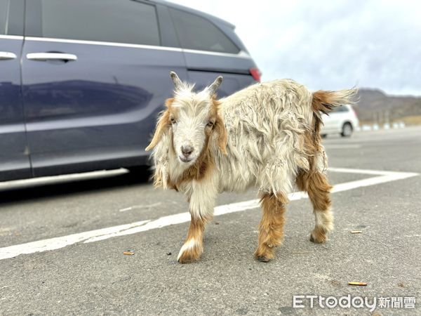 ▲喀納斯景區位於新疆維吾爾自治區阿爾泰山中段、布爾津縣內的深山中,喀納斯湖,月亮灣,臥龍灣,新疆沿途風光,觀魚台,喀納斯景區,新疆旅遊。（圖／記者彭懷玉攝）