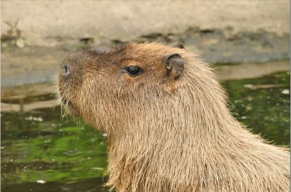 ▲動物園水豚生日前逃家　平安歸來成為傳奇。（圖／翻攝自Facebook／Hoo Zoo and Dinosaur World）