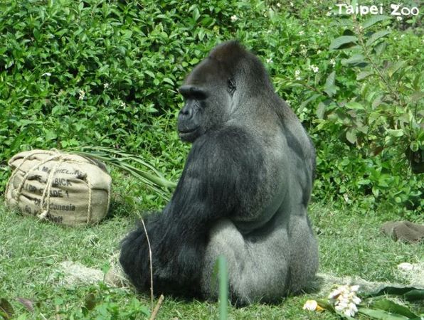 ▲動物園水豚生日前逃家　平安歸來成為傳奇。（圖／翻攝自臺北市立動物園）