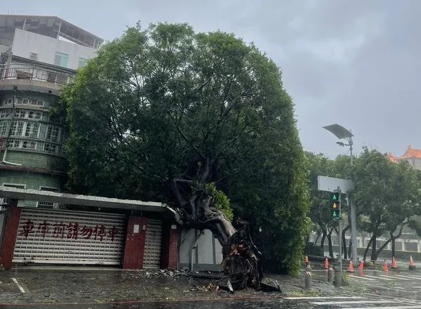 ▲▼高雄市安全帽榕樹被狂風吹倒             。（圖／翻攝臉書社團「路上觀察學院」）