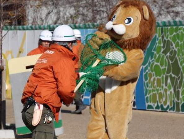 ▲天王寺動物園正在舉辦獅子逃脫演練。（圖／翻攝自Facebook／地方独立行政法人天王寺動物園 ）