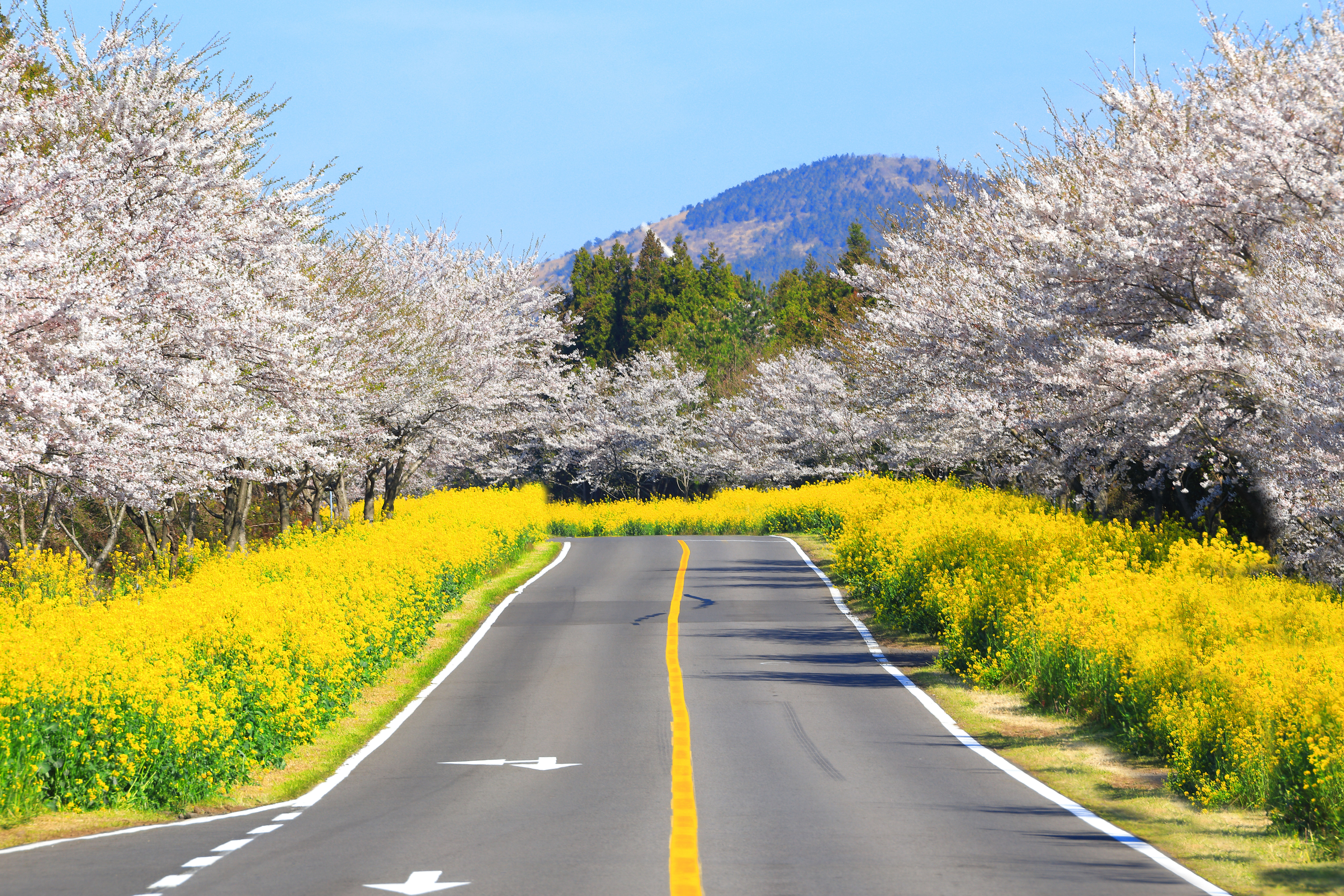 ▲▼歌詩達郵輪,七逗旅遊網,日韓跳島。（圖／歌詩達郵輪、shutterstock）