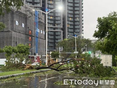 颱風天車停路邊遭行道樹壓壞 車主討國賠1原因吞敗