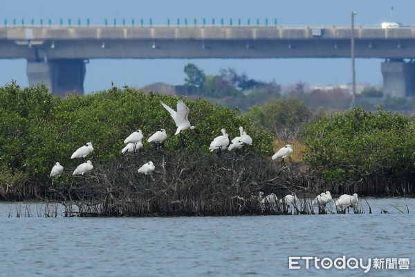 ▲來台度冬的「國際明星鳥」黑面琵鷺陸續報到，2024黑面琵鷺保育季「我愛黑琵」寫生比賽開始報名。（圖／記者林東良翻攝，下同）