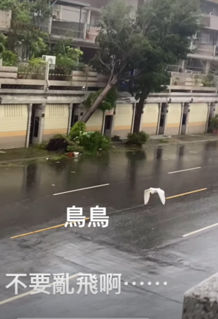 山陀兒吹得鳥倒退飛。（圖／網友提供）