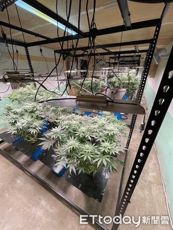 ▲▼鹿谷茶農斜桿種植大麻，台中警方在廢棄工寮逮捕犯嫌及金主共10人。（圖／警方提供，下同）