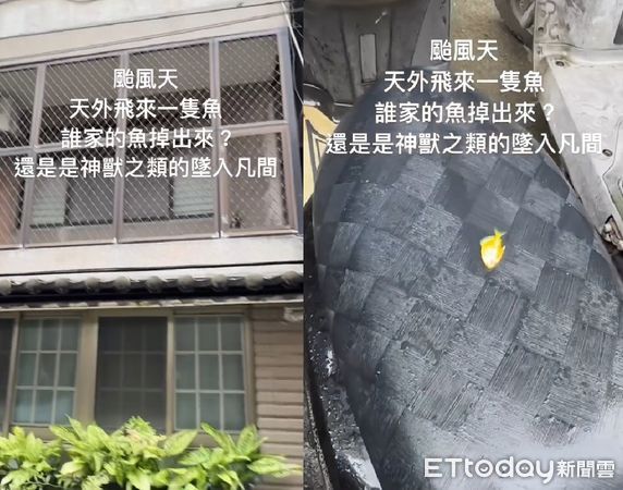 ▲颱風天飛來一隻「金色小魚」送驚喜　他直呼幸運下秒卻難過！（圖／網友景先生提供，請勿隨意翻拍，以免侵權。）