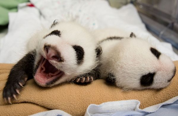 ▲亞特蘭大動物園熊貓重返中國　園方盛大歡送。（圖／翻攝自Facebook／Zoo Atlanta）