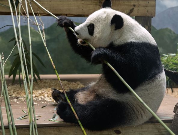 ▲亞特蘭大動物園熊貓重返中國　園方盛大歡送。（圖／翻攝自Facebook／Zoo Atlanta）