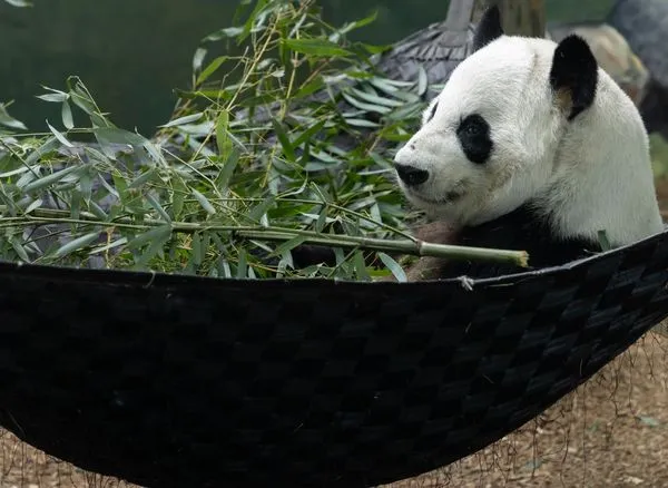 ▲亞特蘭大動物園熊貓重返中國　園方盛大歡送。（圖／翻攝自Facebook／Zoo Atlanta）