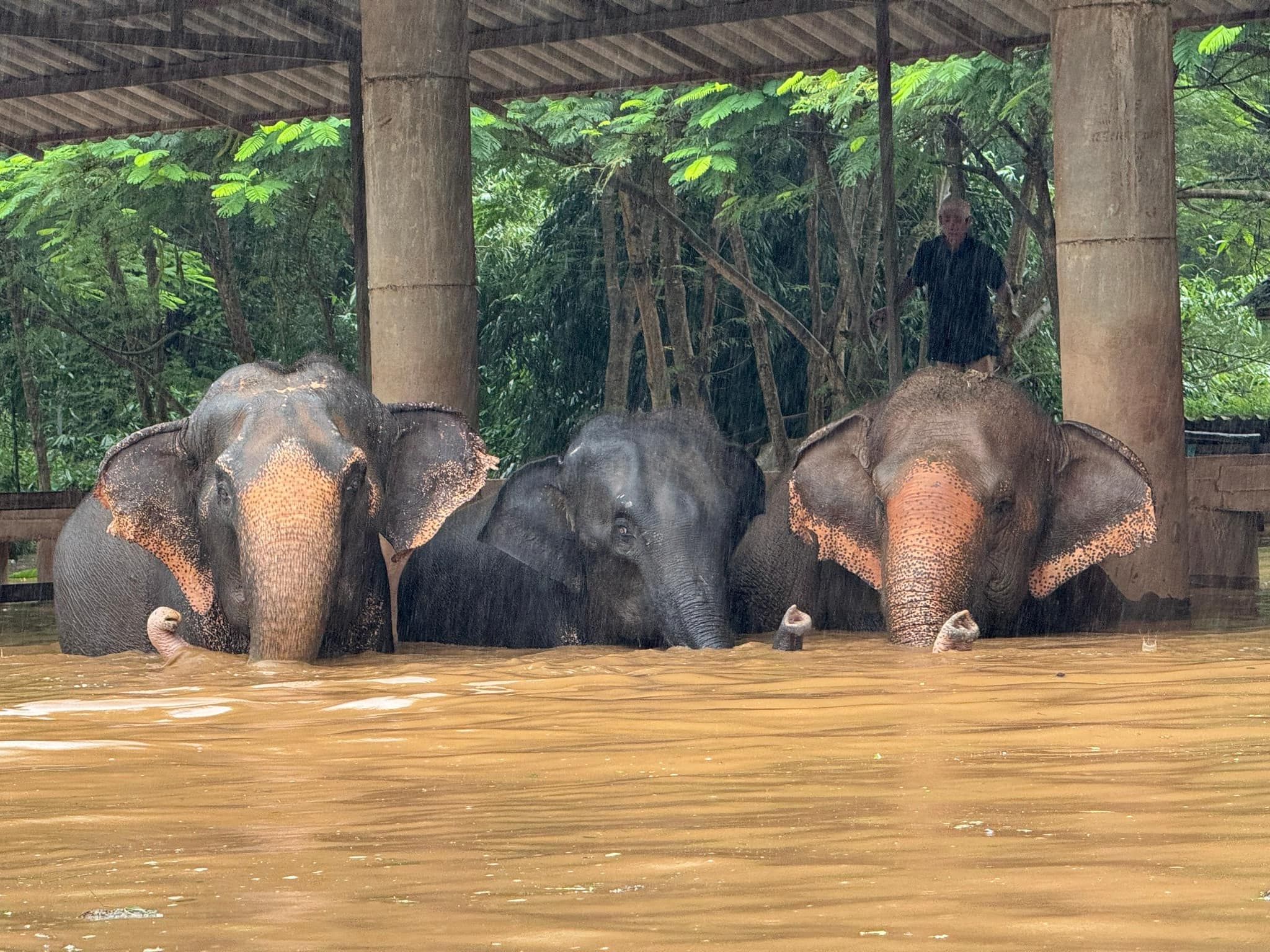 ▲▼ 園區淹大水。（圖／翻攝自Elephant Nature Park）