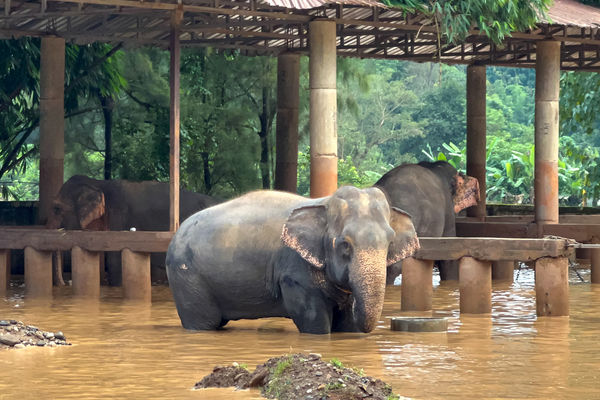 ▲▼ 泰國清邁知名景點大象自然公園（Elephant Nature Park）淹大水，大象被洪水沖走。（圖／路透）