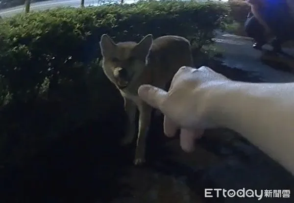  ▲柴犬受驚嚇逃離住家，警民漏夜尋獲。（圖／龜山警分局提供）