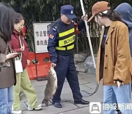 ▲▼長假遊客狂餵食！陸網紅鯉魚疑遭「撐死」。（圖／翻攝海報新聞）