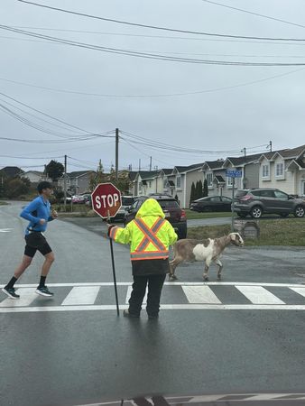 羊咩咩加入半馬路跑。（圖／翻攝自臉書@Town of Conception Bay South）